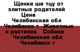 Щенки ши-тцу от элитных родителей › Цена ­ 8 000 - Челябинская обл., Челябинск г. Животные и растения » Собаки   . Челябинская обл.,Челябинск г.